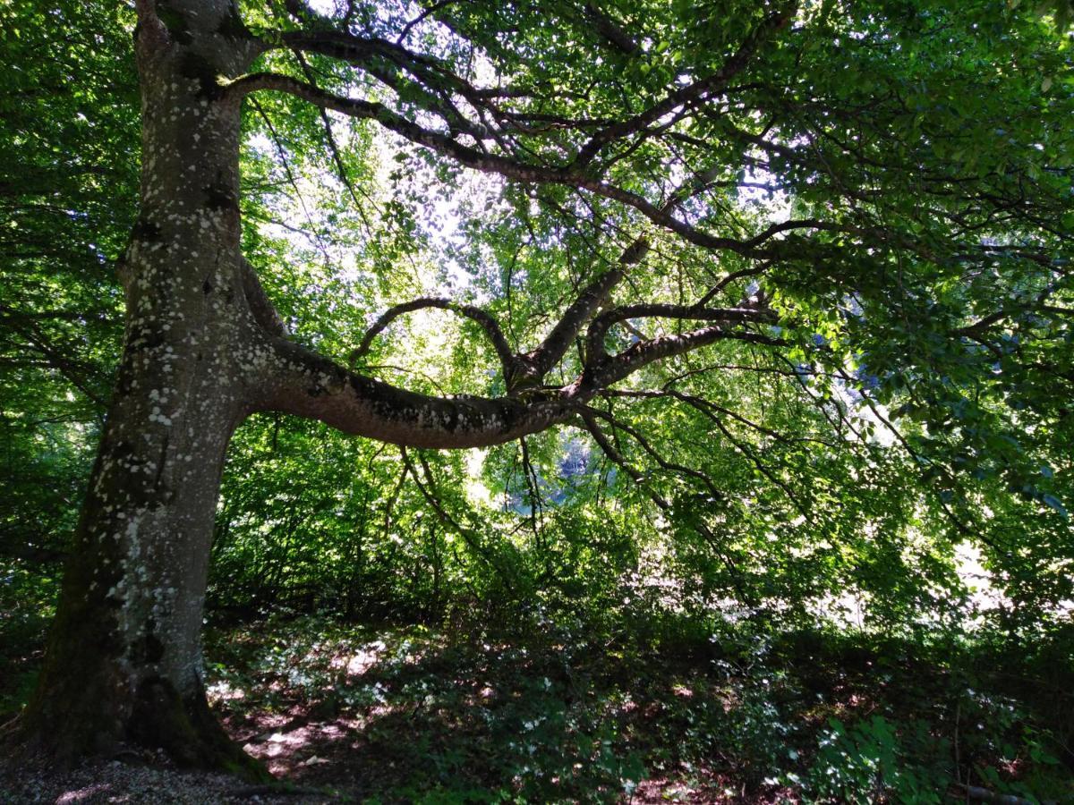 Ferienwohnung Mit Kleinem Garten Sonnenbühl Extérieur photo